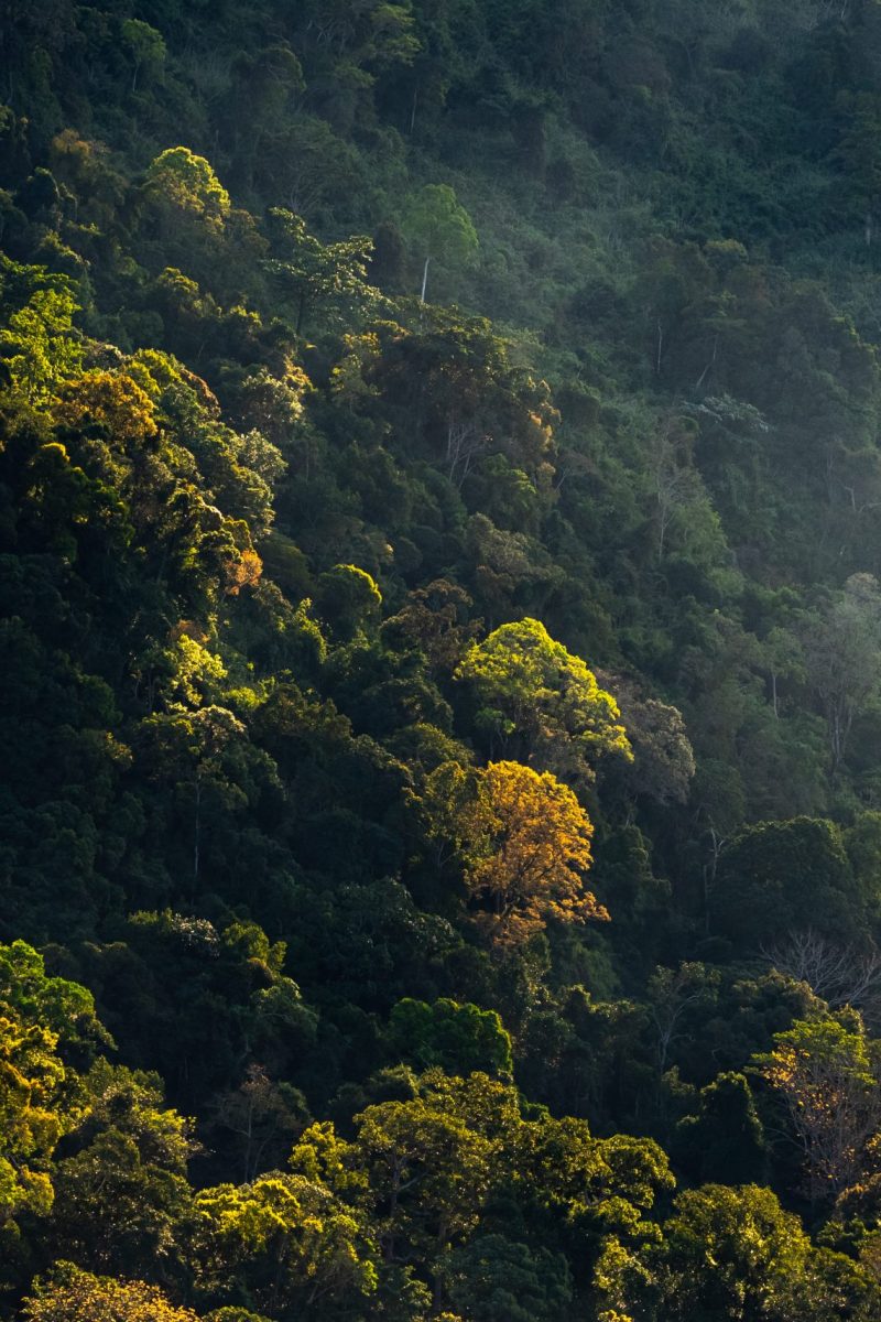 nature jungle landscape scene of tropical forest, concept of ecology and environment conservation, relaxing for spa therapy and zen treatment, outdoors vacation in the morning